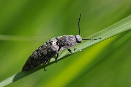 Réf. 161 785 : Actenicerus sjaelandicus
