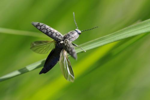 Actenicerus sjaelandicus