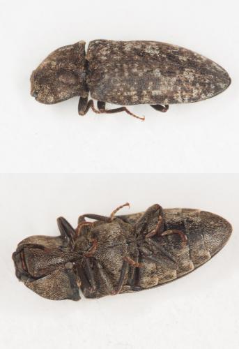 Agrypnus murinus