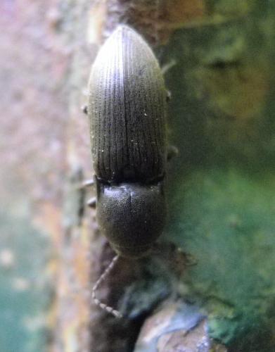 Agriotes sp.