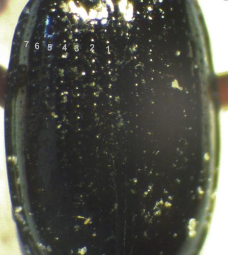 Réf. 161 548 : Bembidion properans