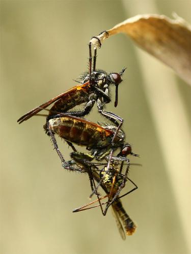 Empis tessellata