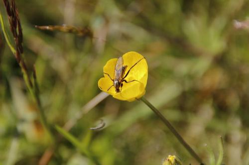 Empis tessellata