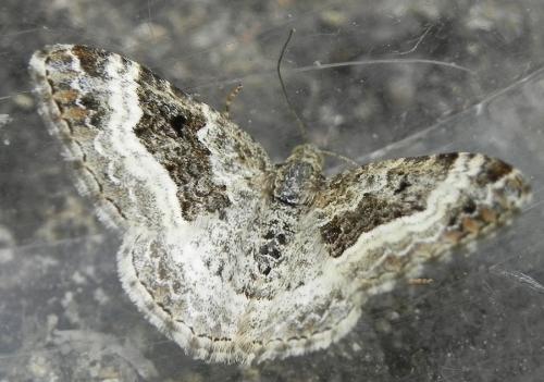Epirrhoe alternata