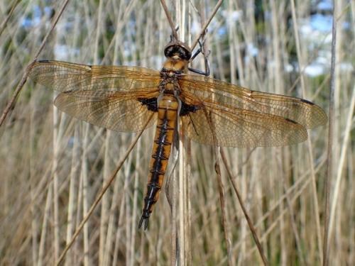 Réf. 161 002 : Epitheca bimaculata