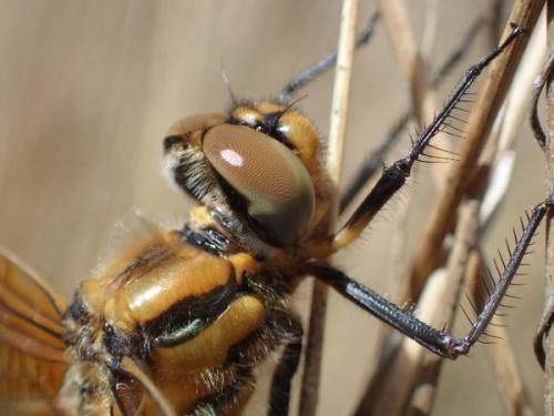 Réf. 161 003 : Epitheca bimaculata