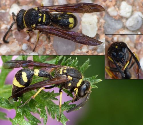 Réf. 161 921 : Eumenes coronatus