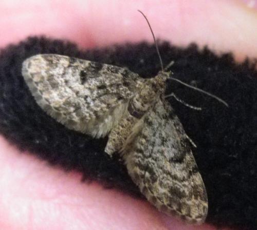 Réf. 161 211 : Eupithecia tantillaria