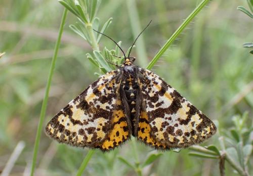 Eurranthis plummistaria