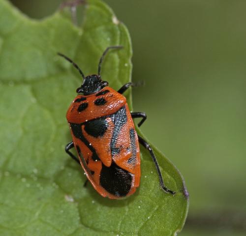 Réf. 161 302 : Eurydema ornata