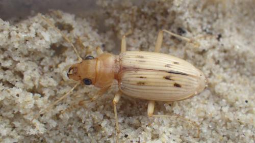 Nebria complanata