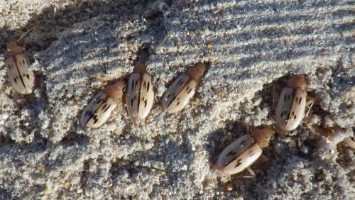Nebria complanata