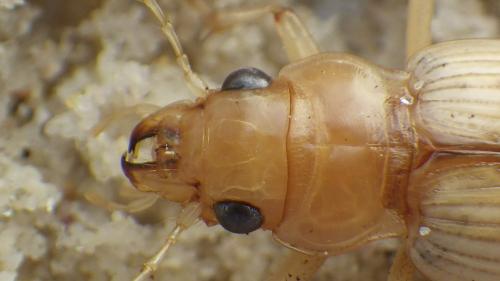 Nebria complanata