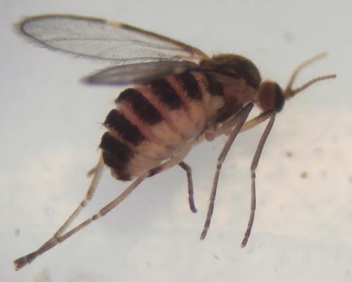 Stefaniella atriplicis