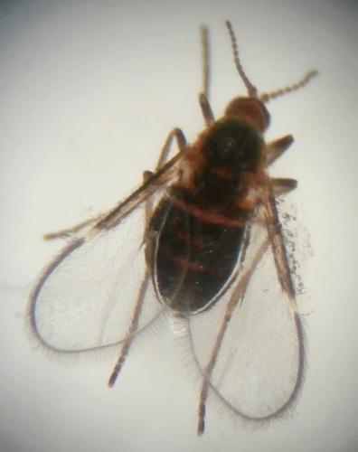 Stefaniella atriplicis