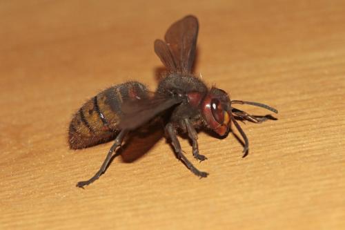 Vespa crabro