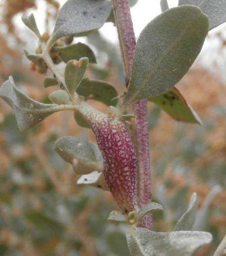 Stefaniella atriplicis