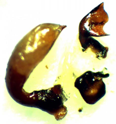 Réf. 161 456 : Pterostichus rhaeticus