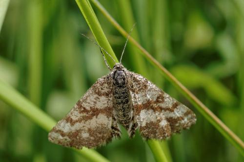 Réf. 161 319 : Ematurga atomaria