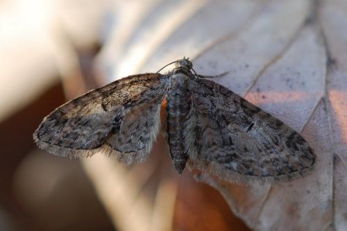 Eupithecia sp.