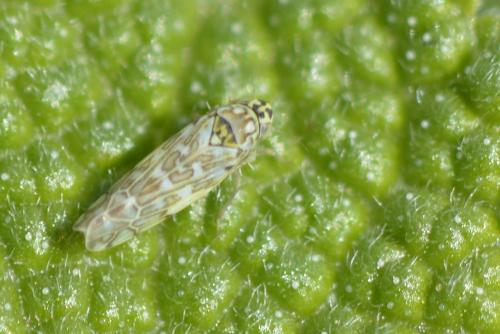 Réf. 161 811 : Eupteryx decemnotata