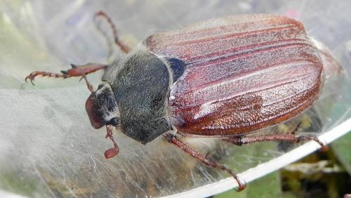Melolontha melolontha