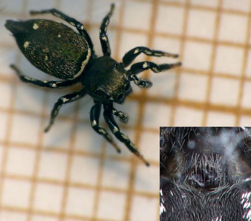 Heliophanus kochii