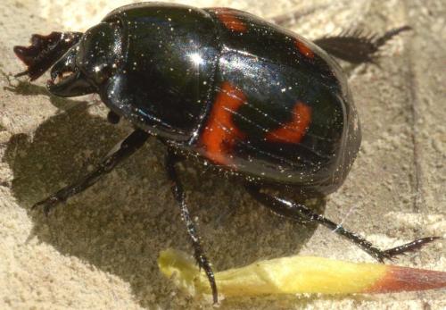Hister quadrimaculatus