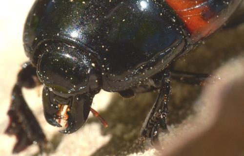 Hister quadrimaculatus