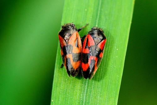 Haematoloma dorsata