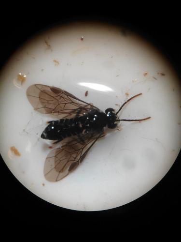 Heterarthrus sp.