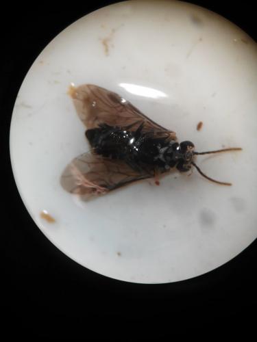 Heterarthrus sp.