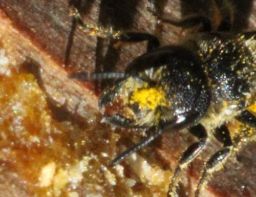 Heriades sp.