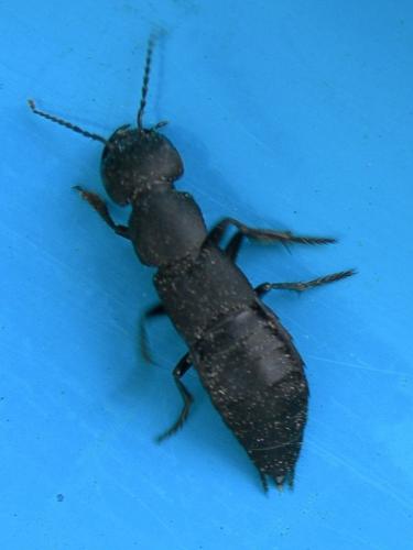 Staphylinus sp.