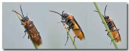 Dolerus triplicatus