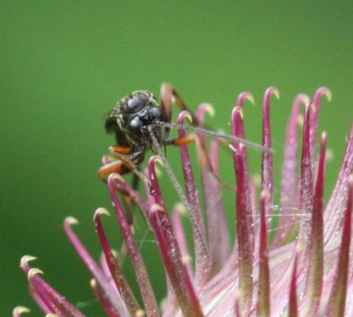 Agathis sp.