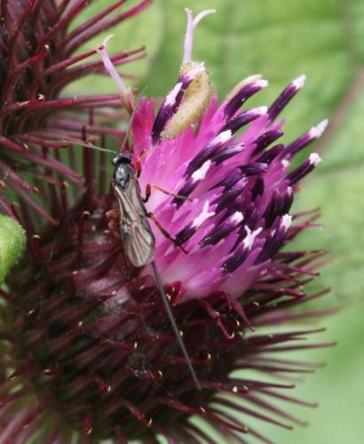 Réf. 161 608 : Agathis sp.