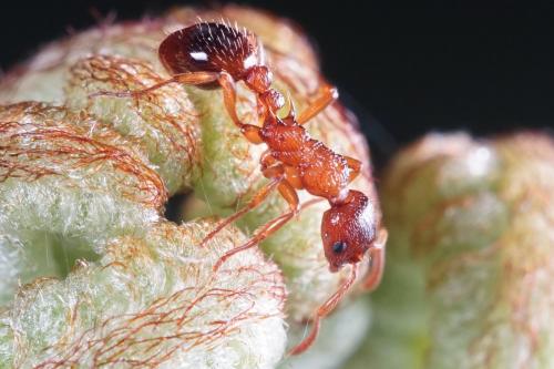 Réf. 161 994 : Myrmica ruginodis