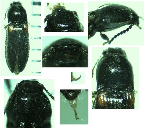 Calambus bipustulatus