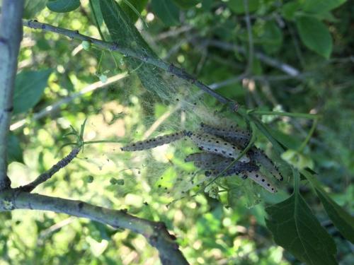 Réf. 161 354 : Yponomeuta evonymella