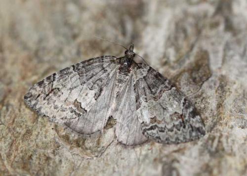 Réf. 161 841 : Hydriomena sp.