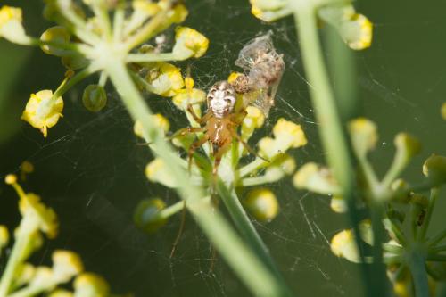 Phylloneta sp.