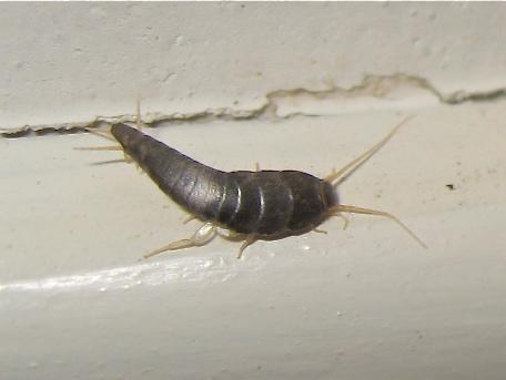 Lepisma saccharina