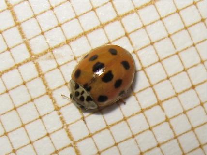 Adalia decempunctata