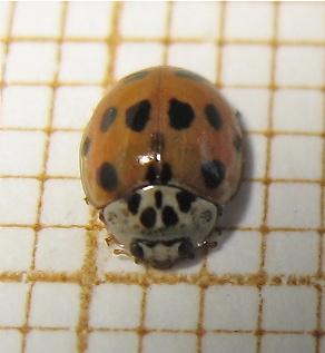 Adalia decempunctata
