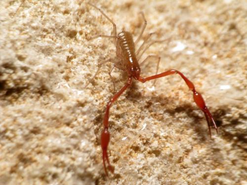 Neobisium dinaricum