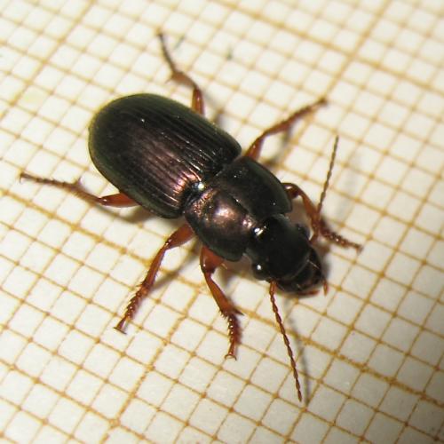 Réf. 161 889 : Harpalus affinis