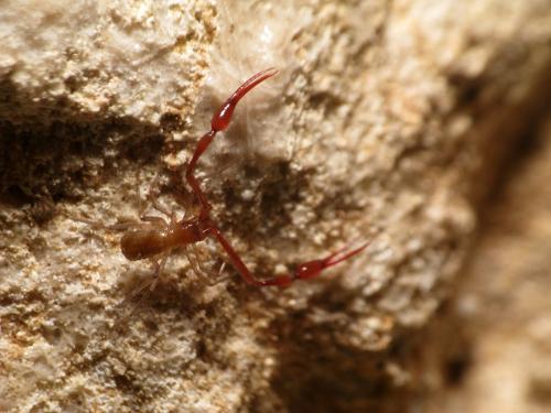 Neobisium dinaricum