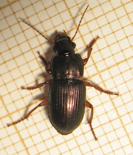 Harpalus affinis