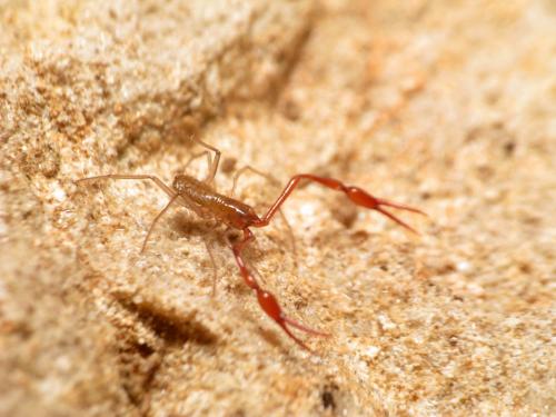 Neobisium dinaricum